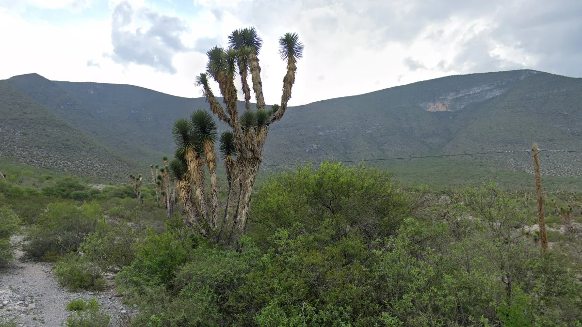 墨西哥北部的樹絲蘭