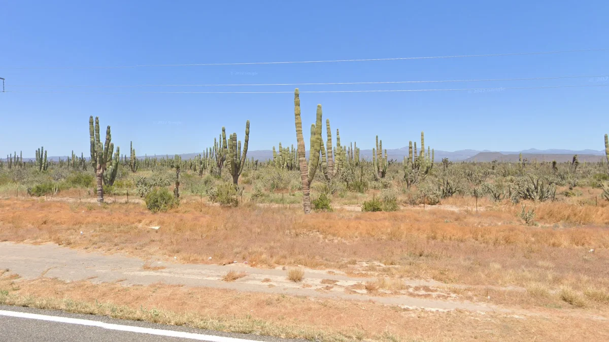 下加利福尼亞半島的巨型仙人掌