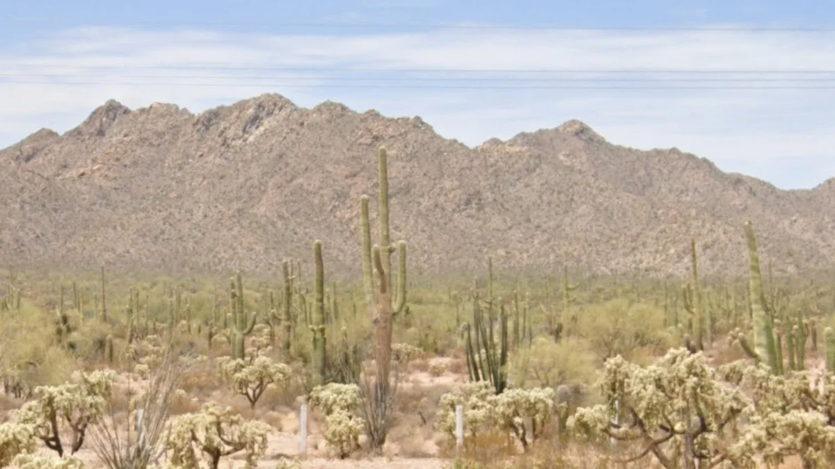 索諾拉州西部的巨型仙人掌