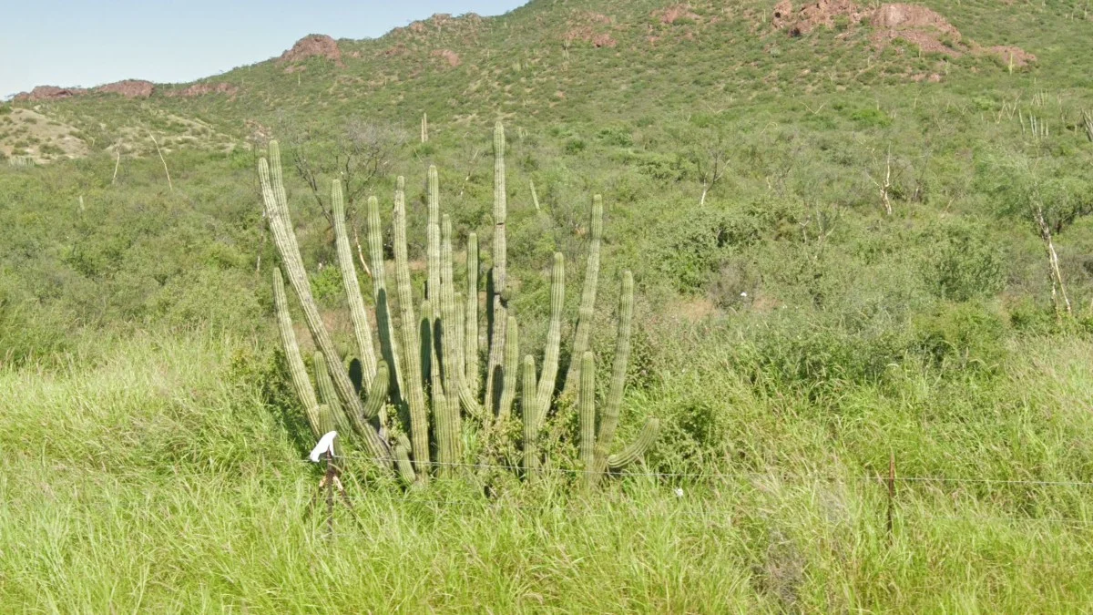 索諾拉州常見的風琴管仙人掌