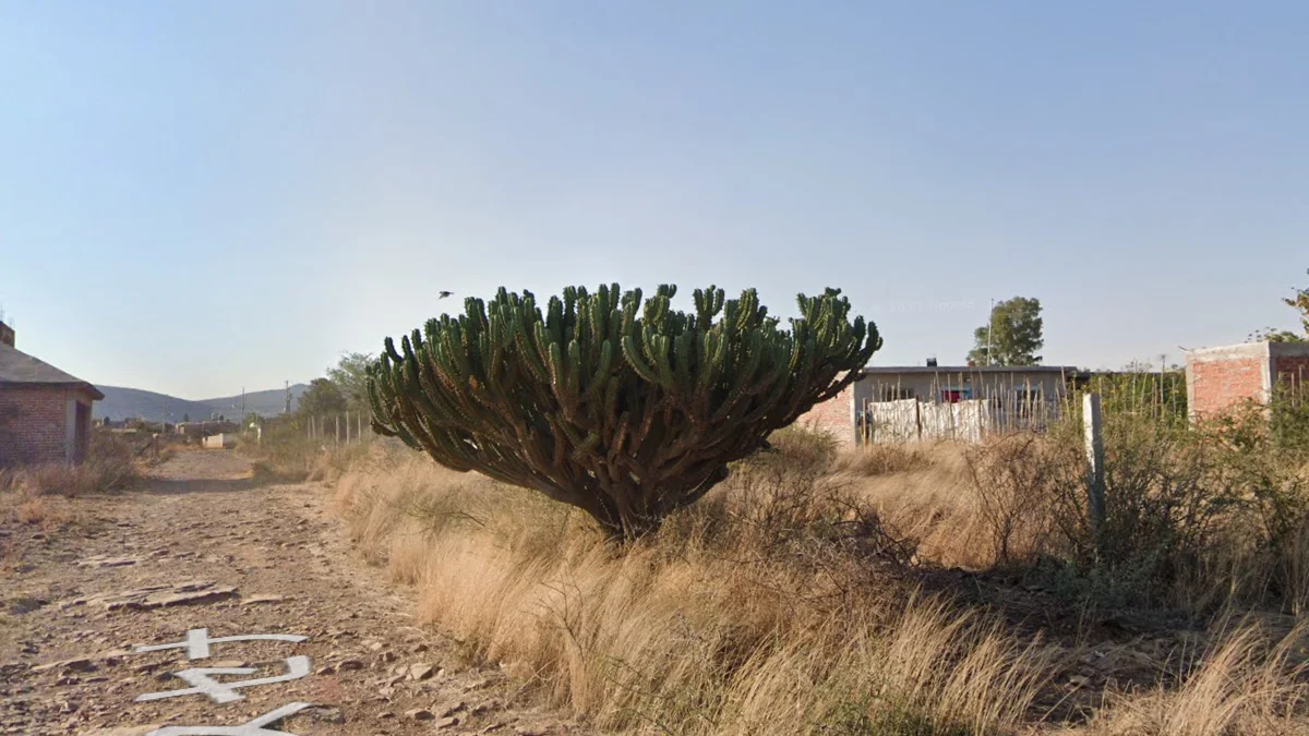 聖路易斯波托西的藍色桃金孃仙人掌