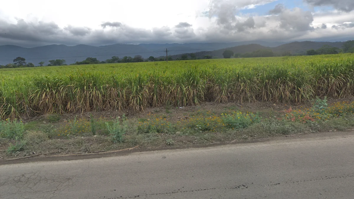 韋拉克魯斯州最常見的甘蔗