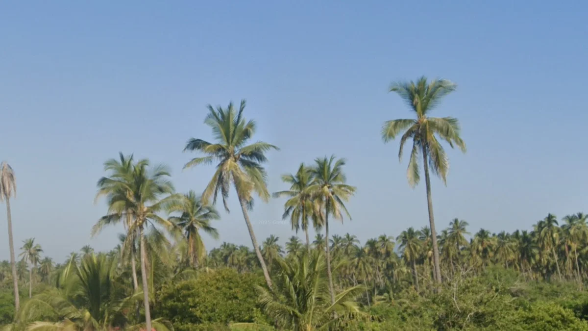 格雷羅州和科利馬州的椰子樹
