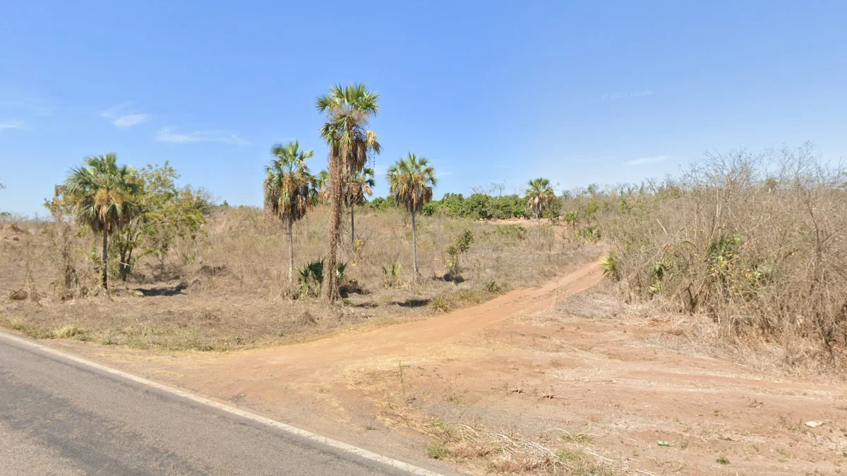 墨西哥東海岸的薩巴爾棕櫚樹