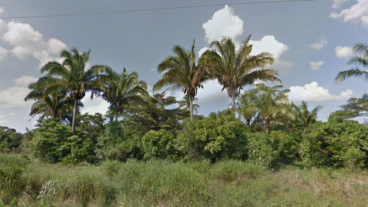 韋拉克魯斯州獨有的Attalea棕櫚