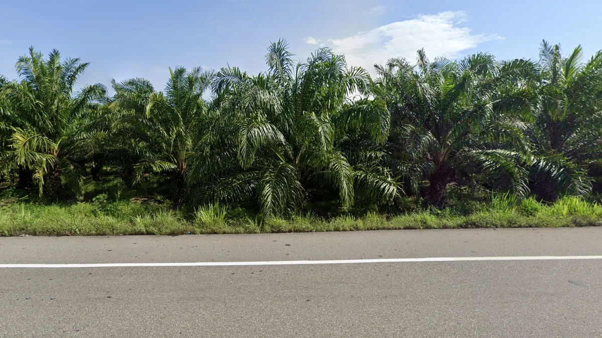 恰帕斯州常見的油棕櫚種植園