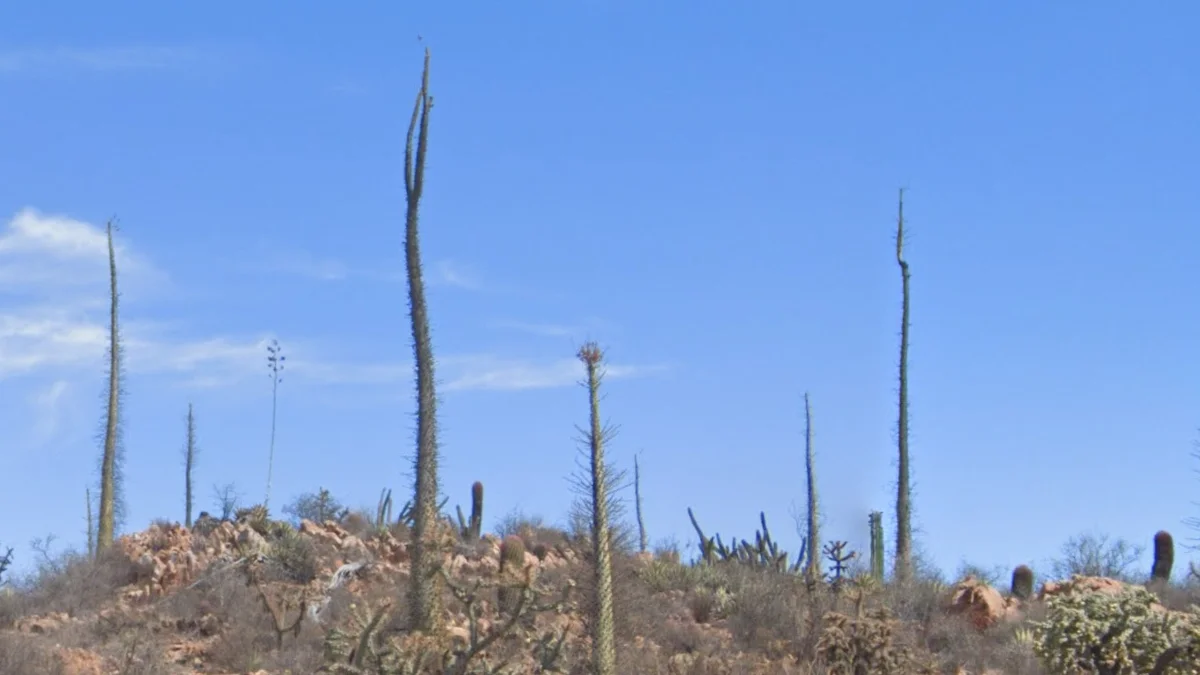 下加利福尼亞南部的布胡姆樹