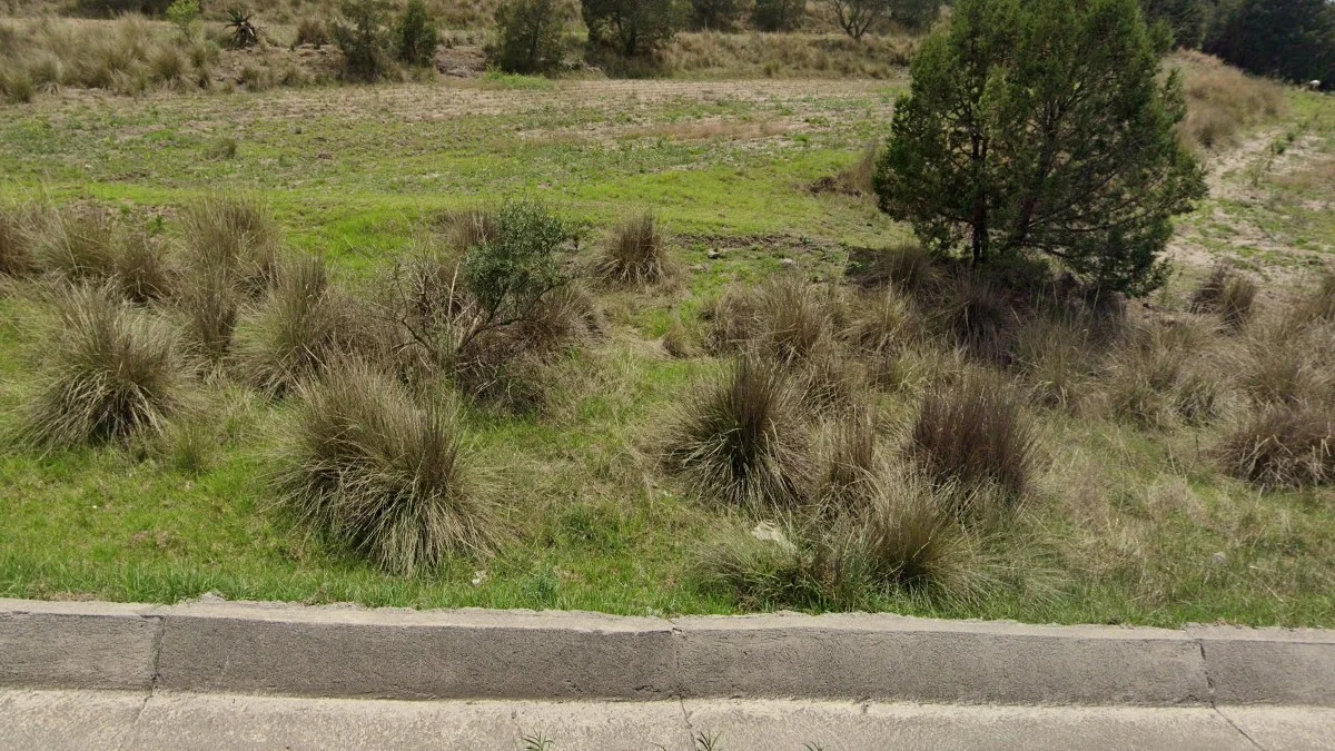 特拉斯卡拉州淚滴狀草叢