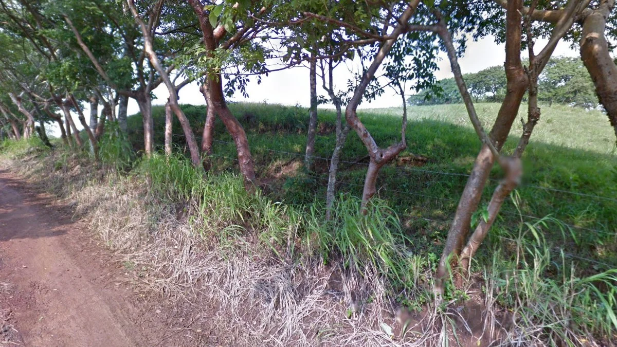 韋拉克魯斯州紅皮樹圍欄