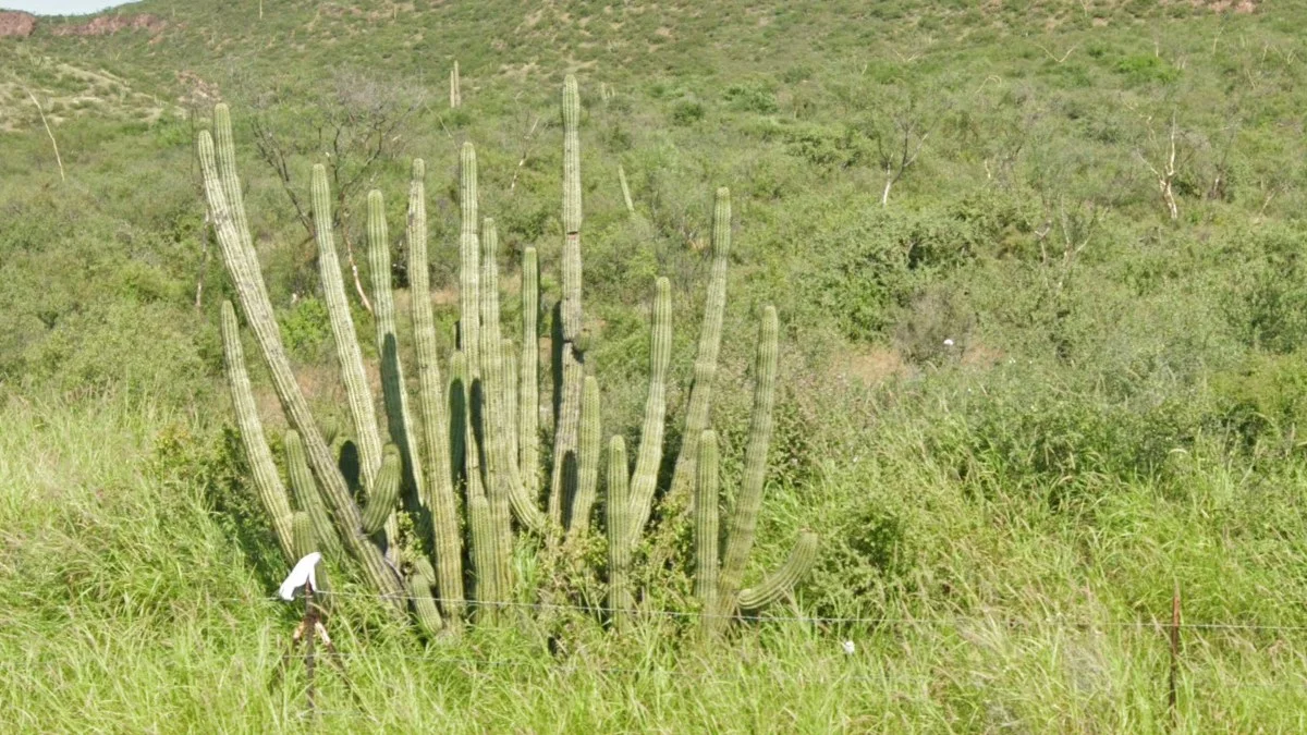 墨西哥常見的仙人掌種類