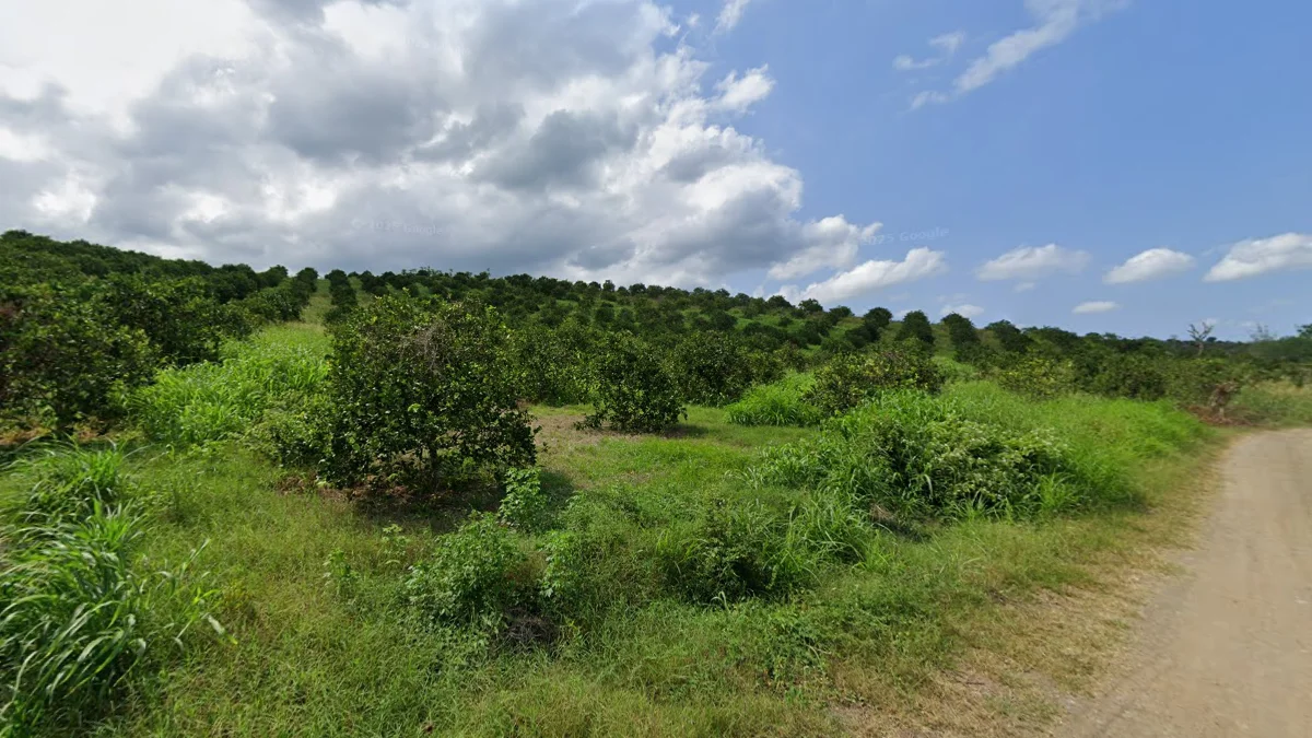 韋拉克魯斯州柑橘樹種植園