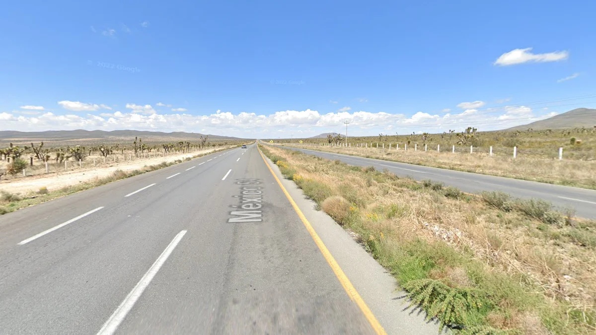 薩卡特卡斯州54號公路的絲蘭樹