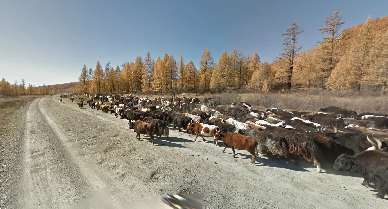 蒙古常見的大型牲畜群