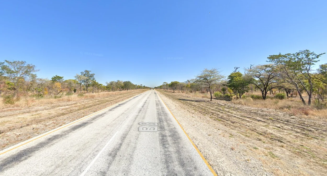 北部高大茂盛樹木景觀