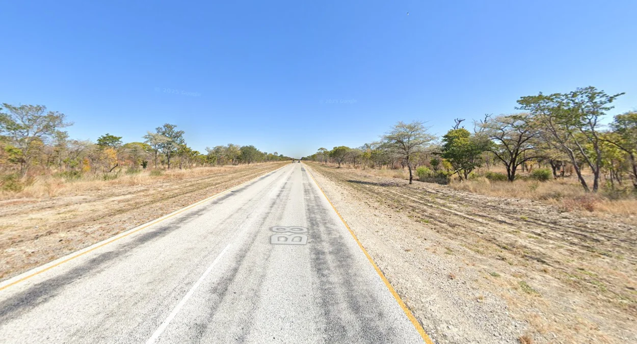 北部高大茂盛樹木道路