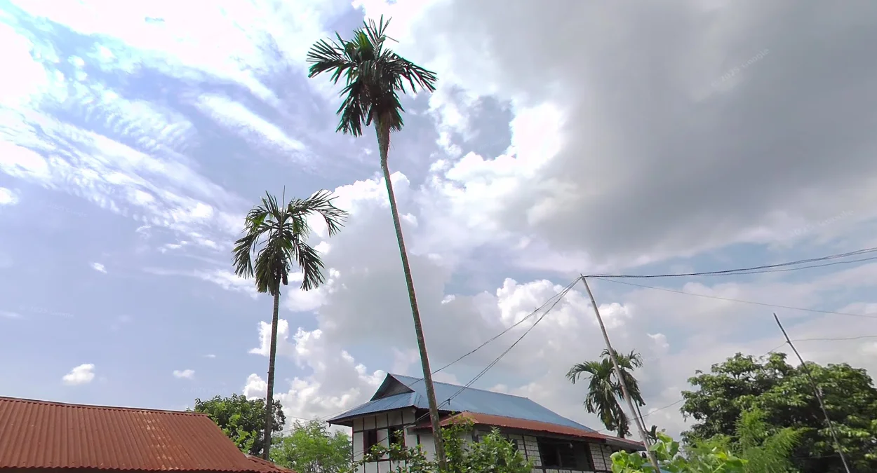 東南部細幹檳榔樹