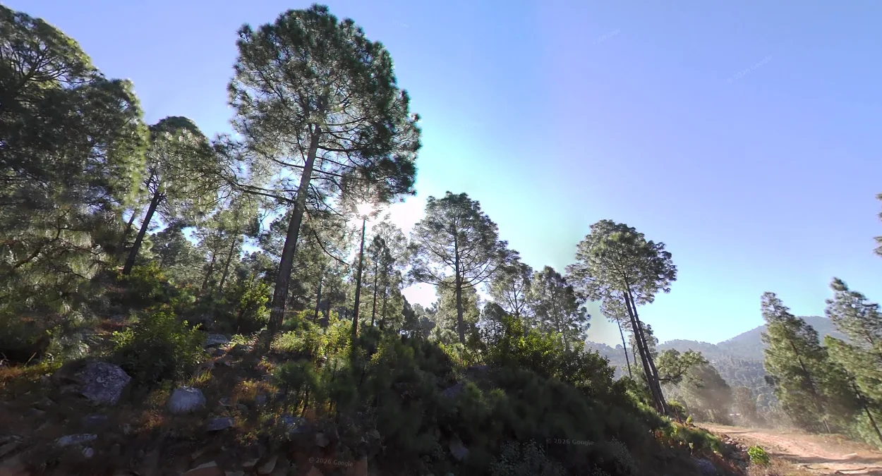 山區長葉松分佈