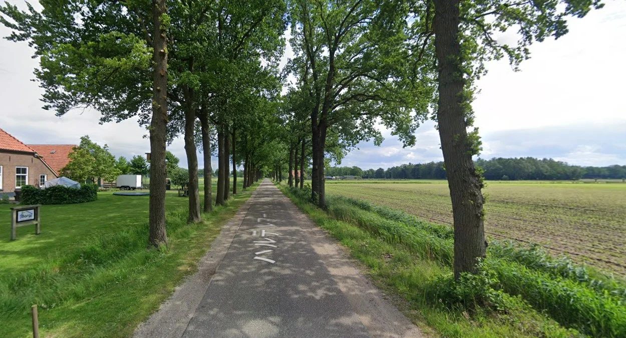 鄉村道路兩旁成排樹木