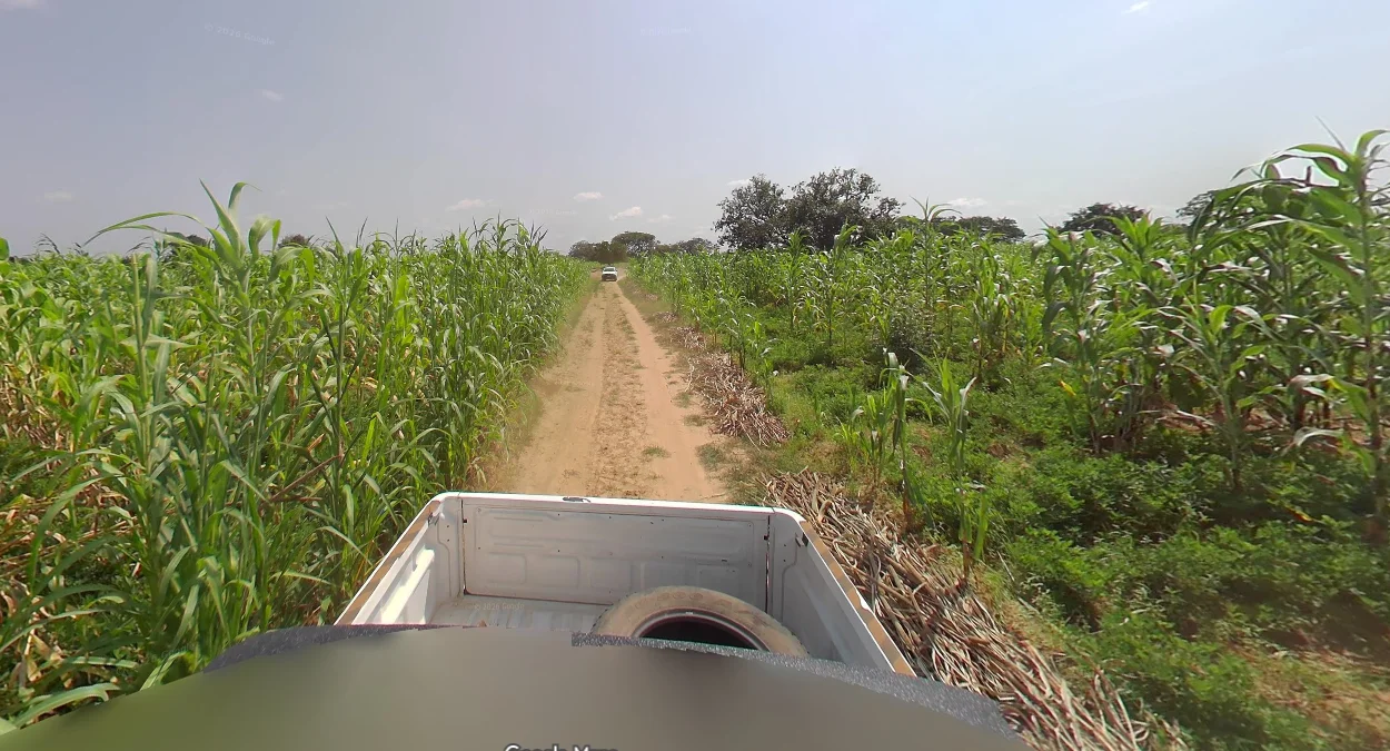 卡諾州乾旱玉米田