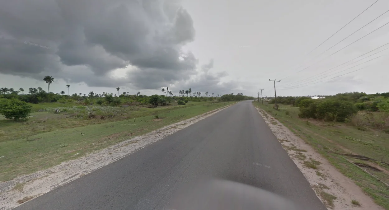 萊基東部沙質棕櫚地