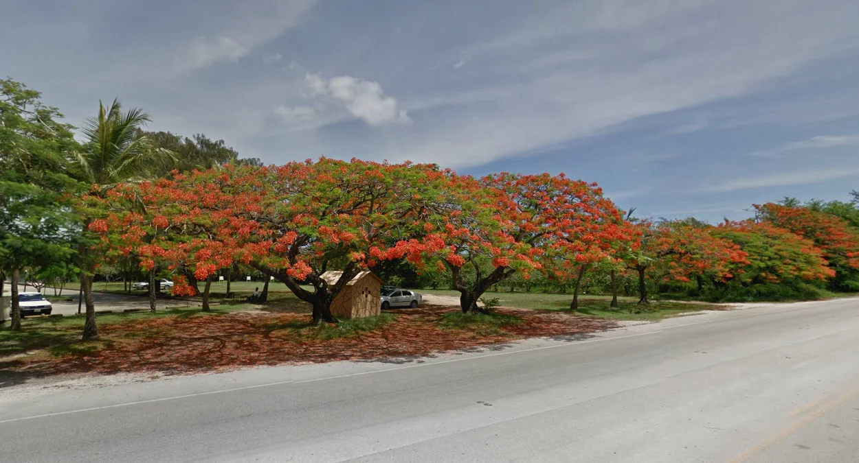 鳳凰木與鮮紅花朵