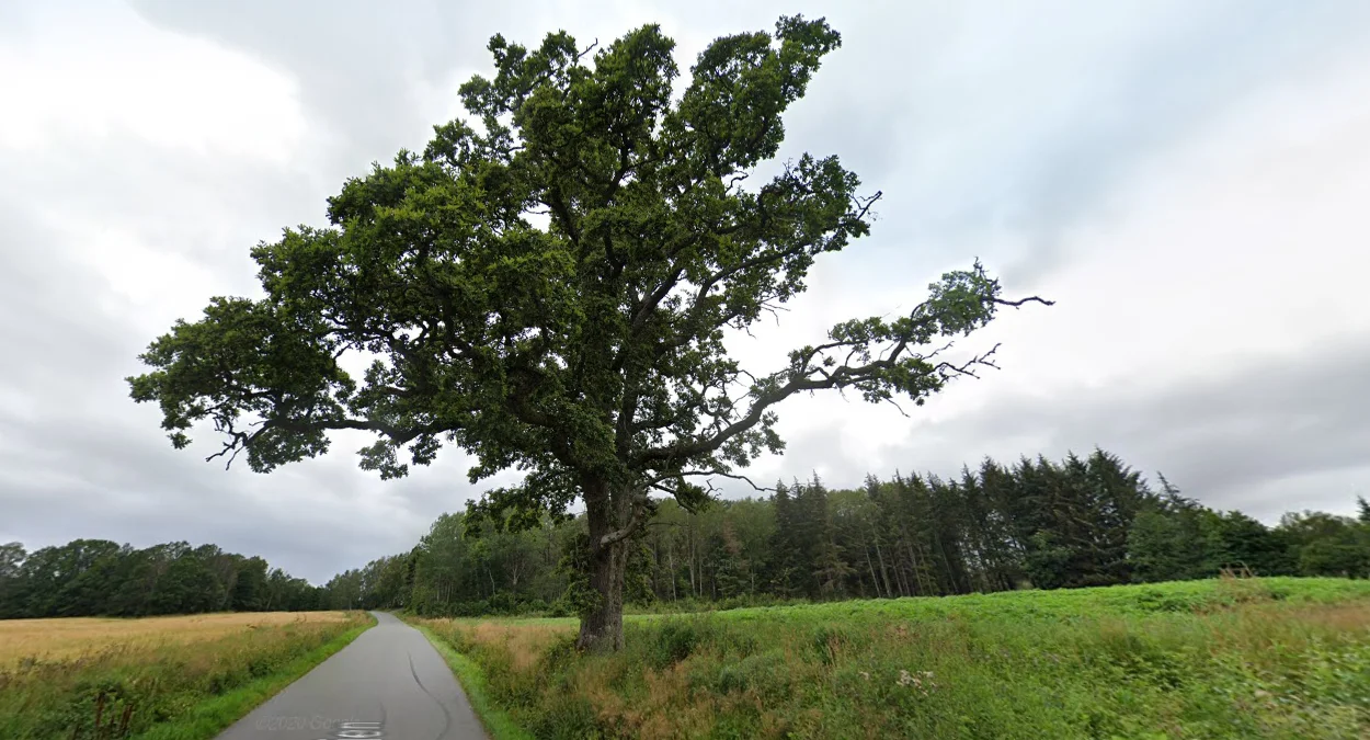 最南部橡樹分佈