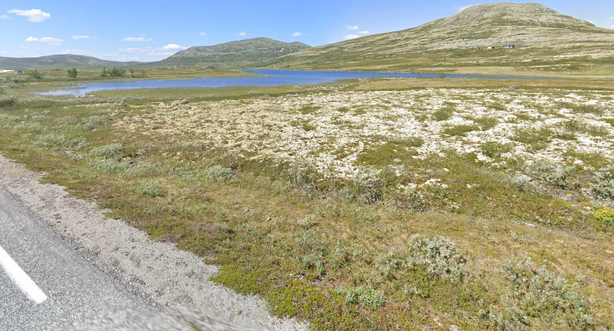 利勒哈默爾與奧普達爾間苔蘚