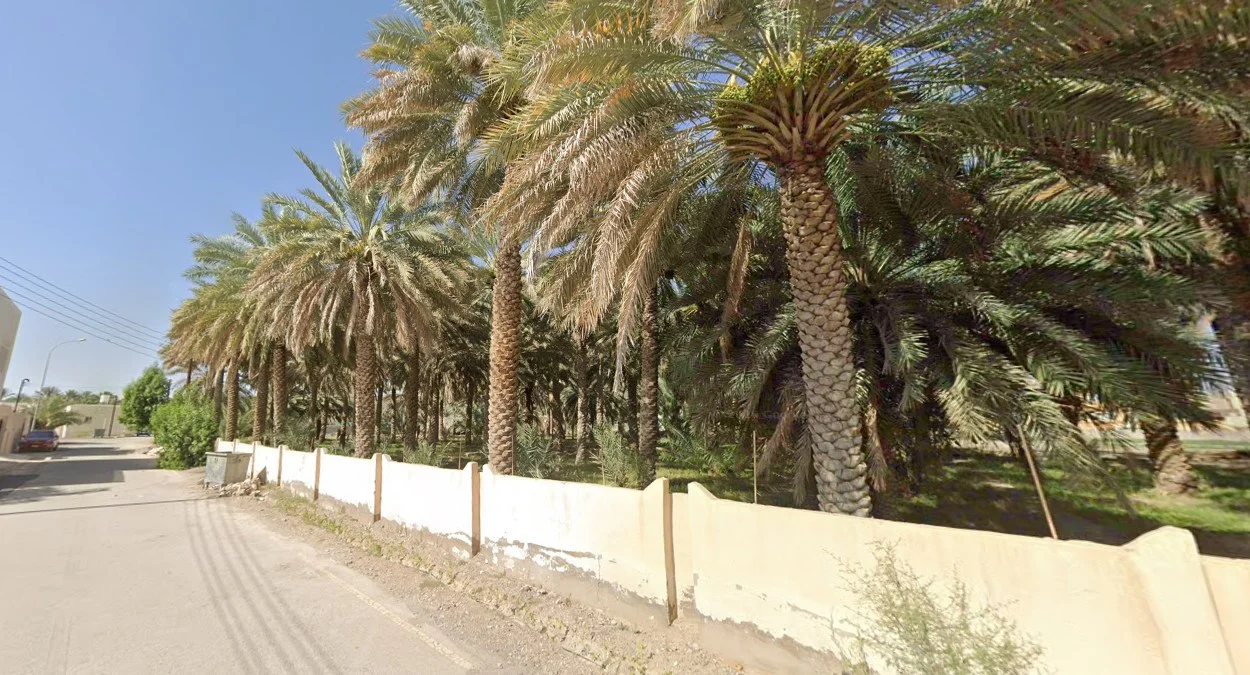 椰棗與椰子樹分佈