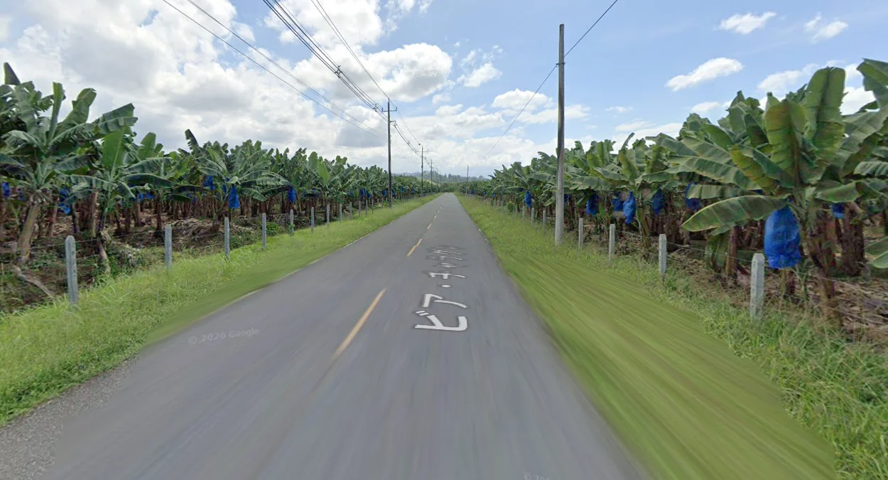 昌吉諾拉香蕉種植園