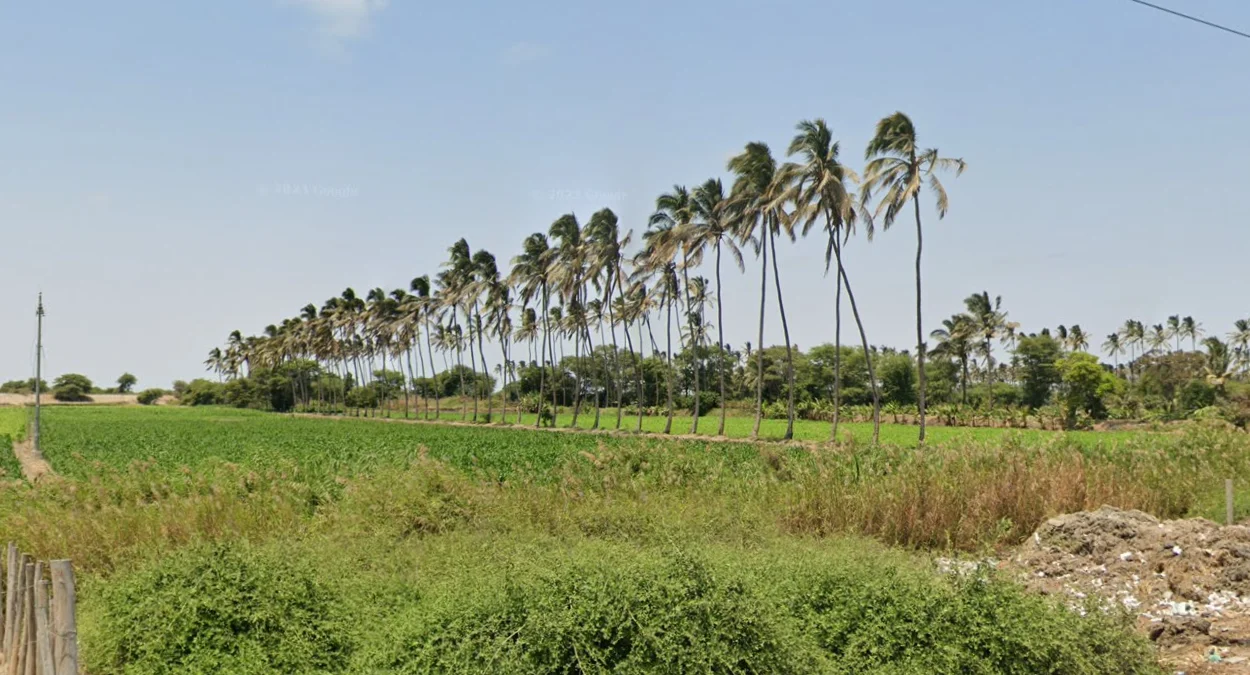 沿海地區椰子樹