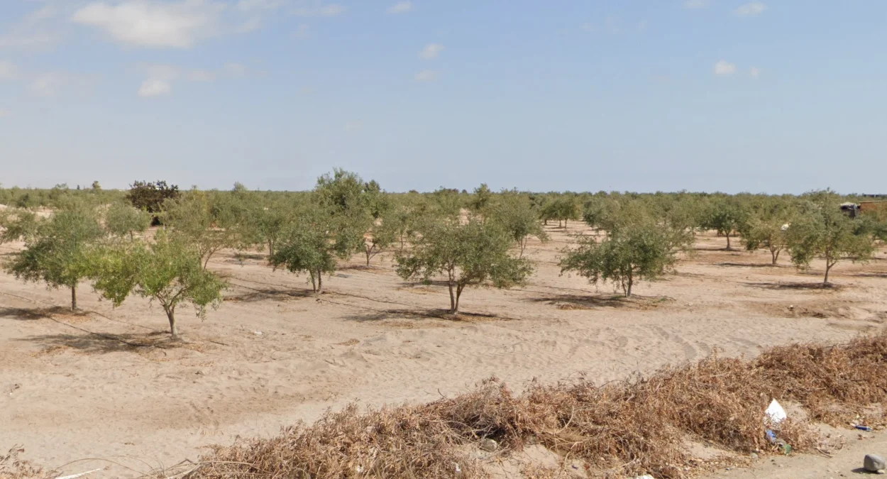 塔克納橄欖樹種植園
