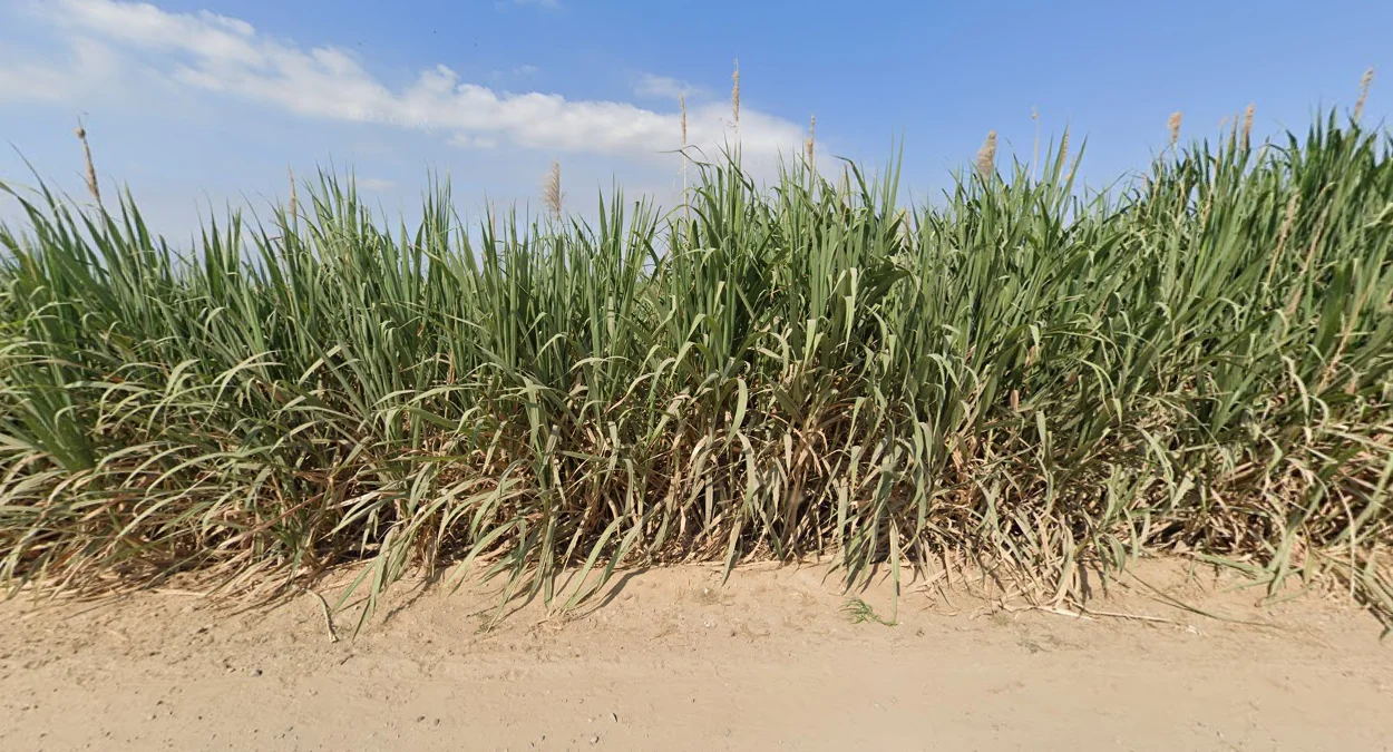 北部沿海甘蔗田