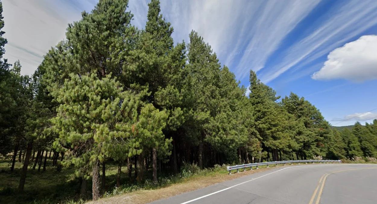 高海拔松樹種植園