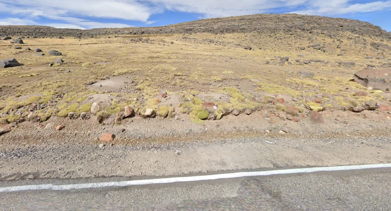 高海拔淺綠色地衣