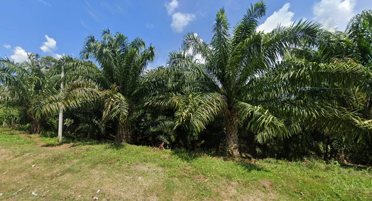 民答那峨油棕種植園