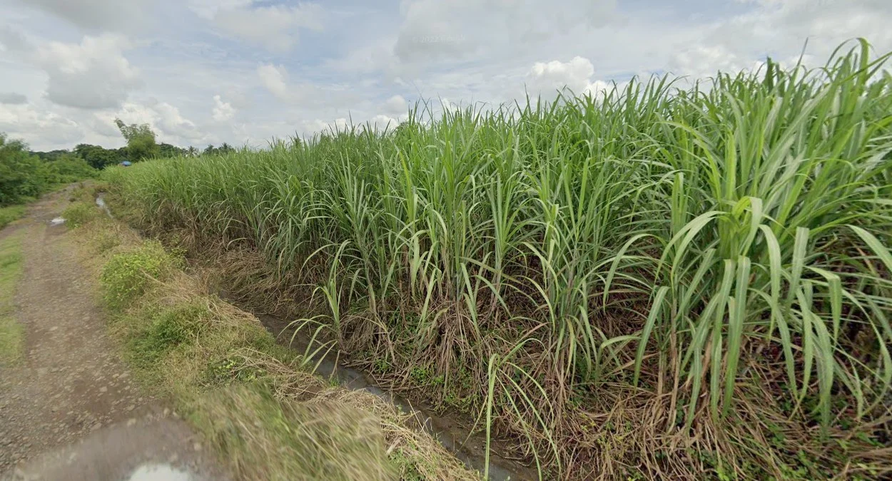 內格羅斯與班乃甘蔗