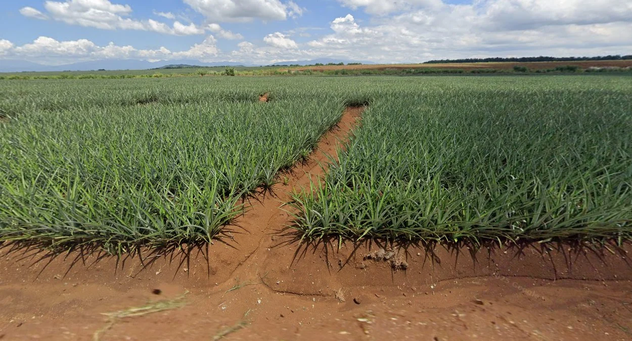 民答那峨鳳梨種植園