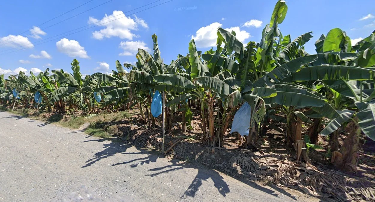 民答那峨香蕉種植園