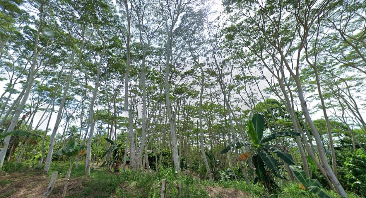 民答那峨淺色樹幹樹木