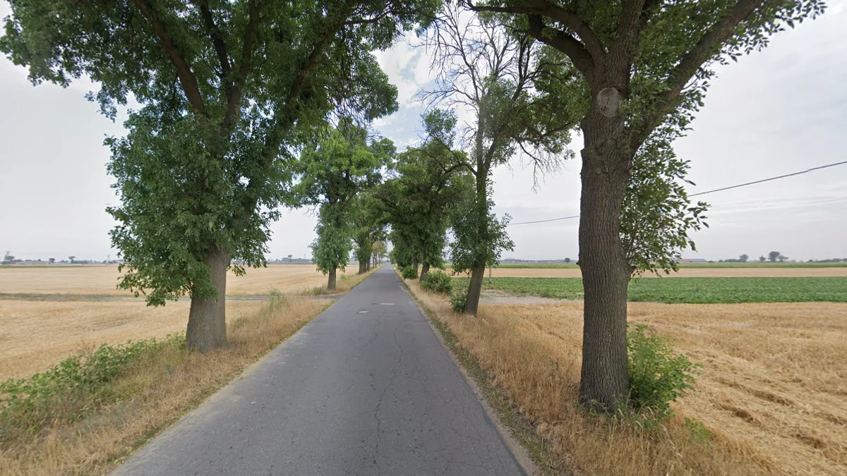 道路兩旁成排樹木