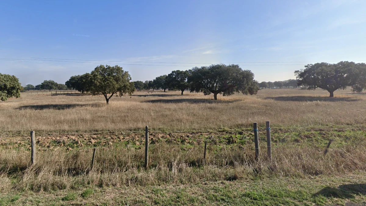 東南部稀疏橡樹田
