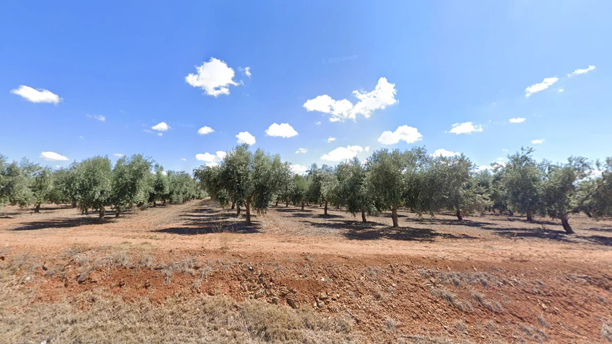 東部橄欖種植園