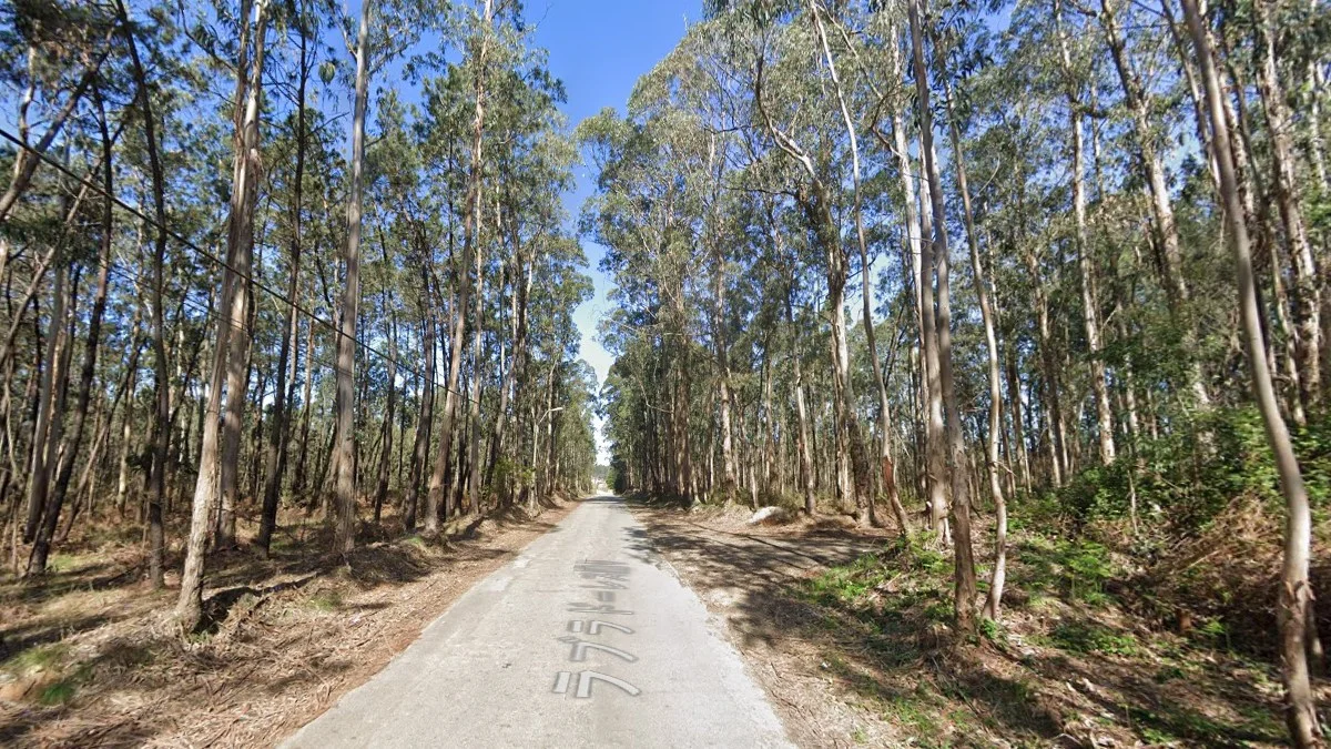 西北部茂密桉樹林
