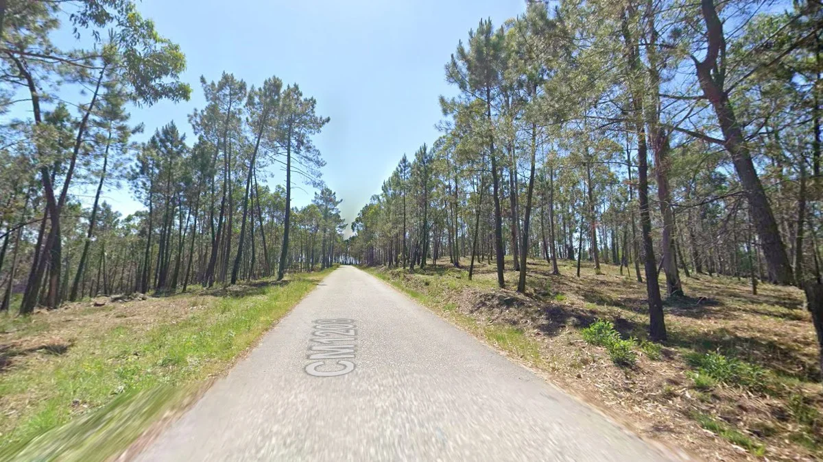 北部海松林與種植園