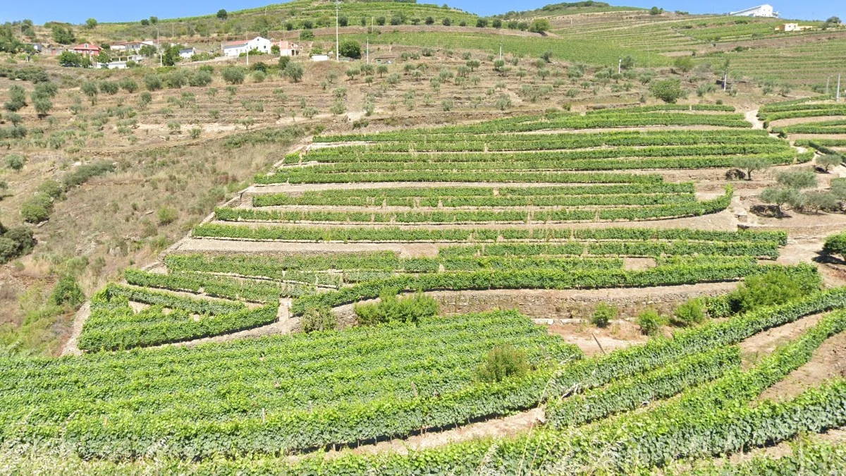 杜羅河陡峭梯田葡萄園