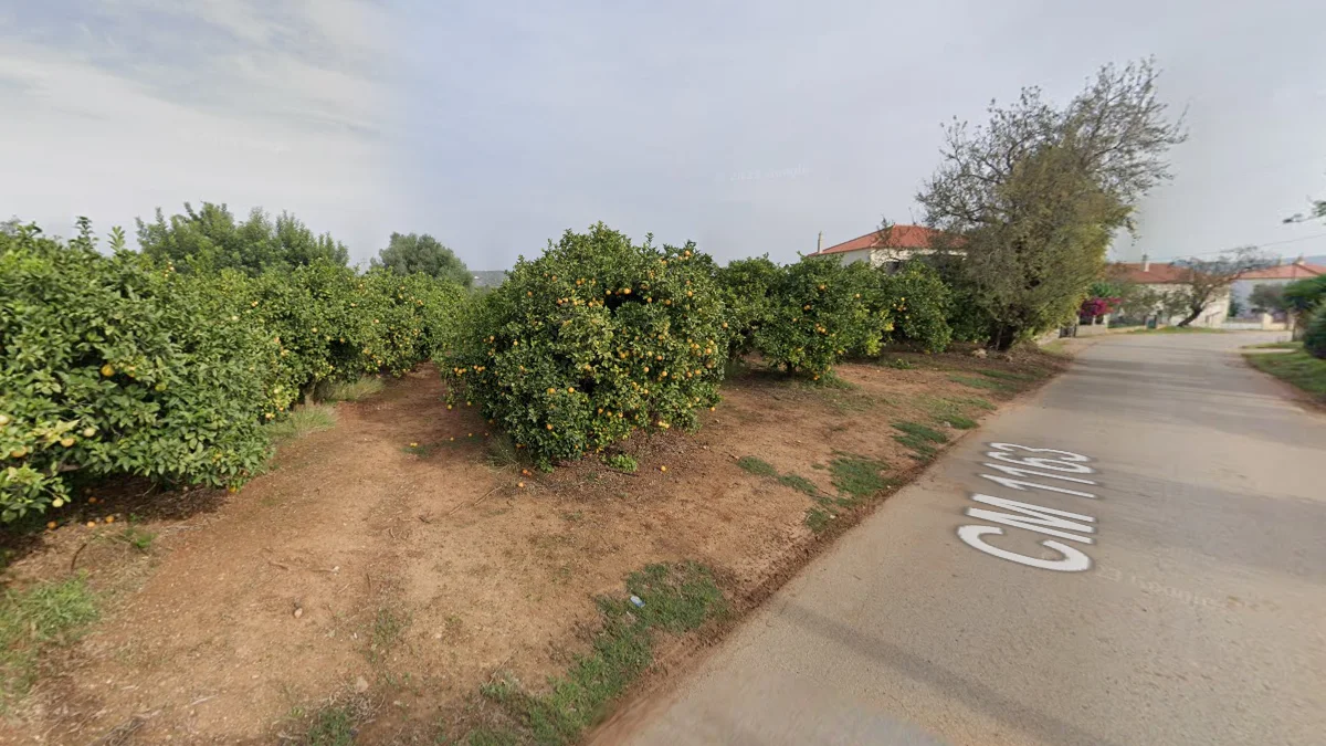 南部海岸柑橘種植園