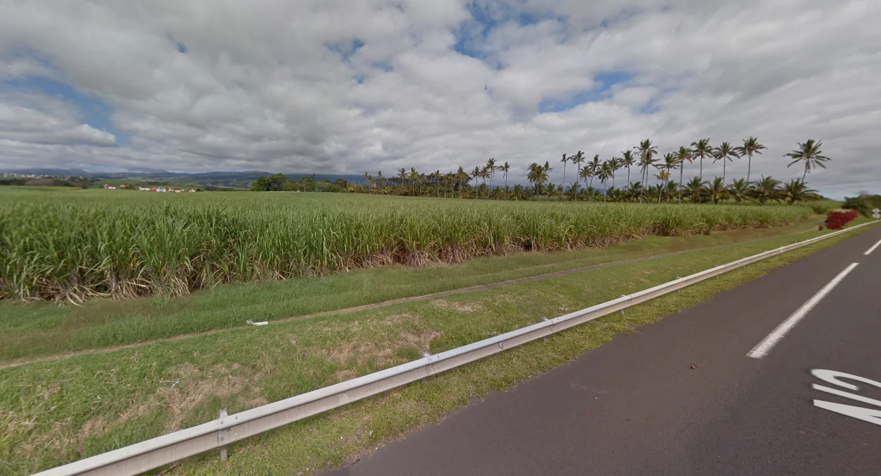 東北與西南甘蔗園