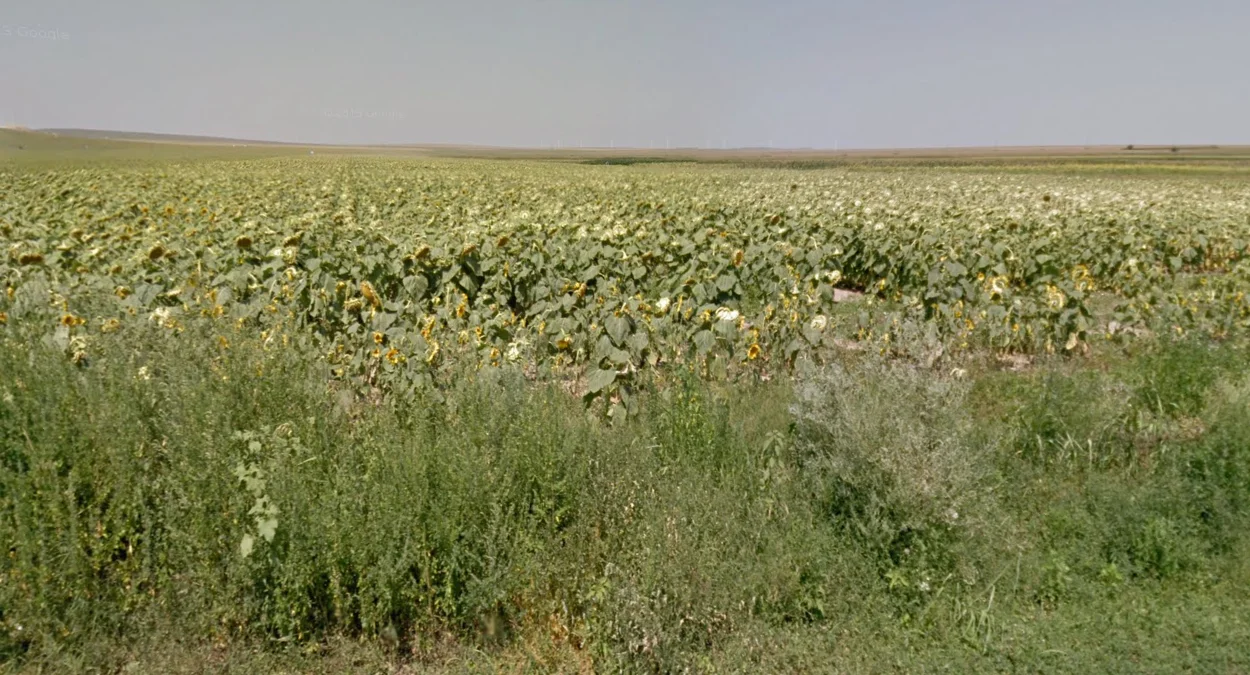 向日葵分佈區域