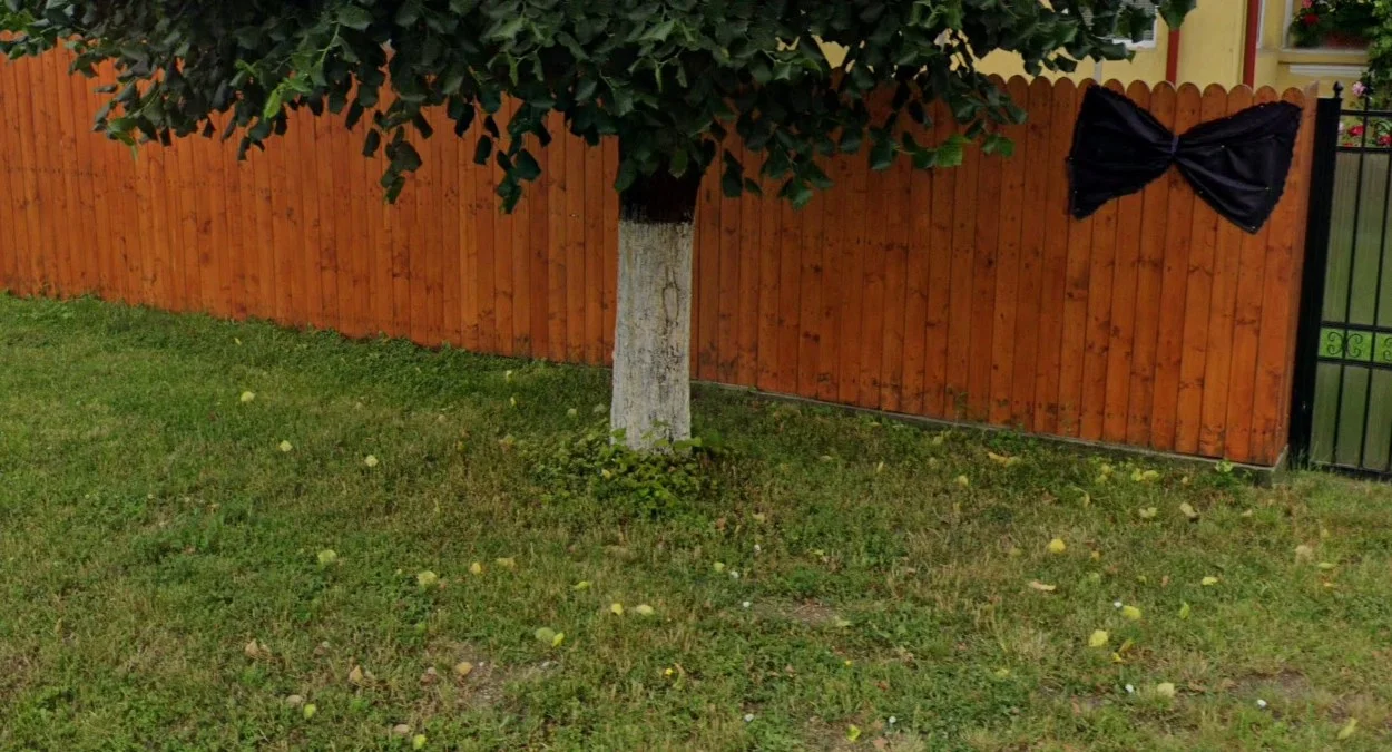 樹木與電線桿白漆底部