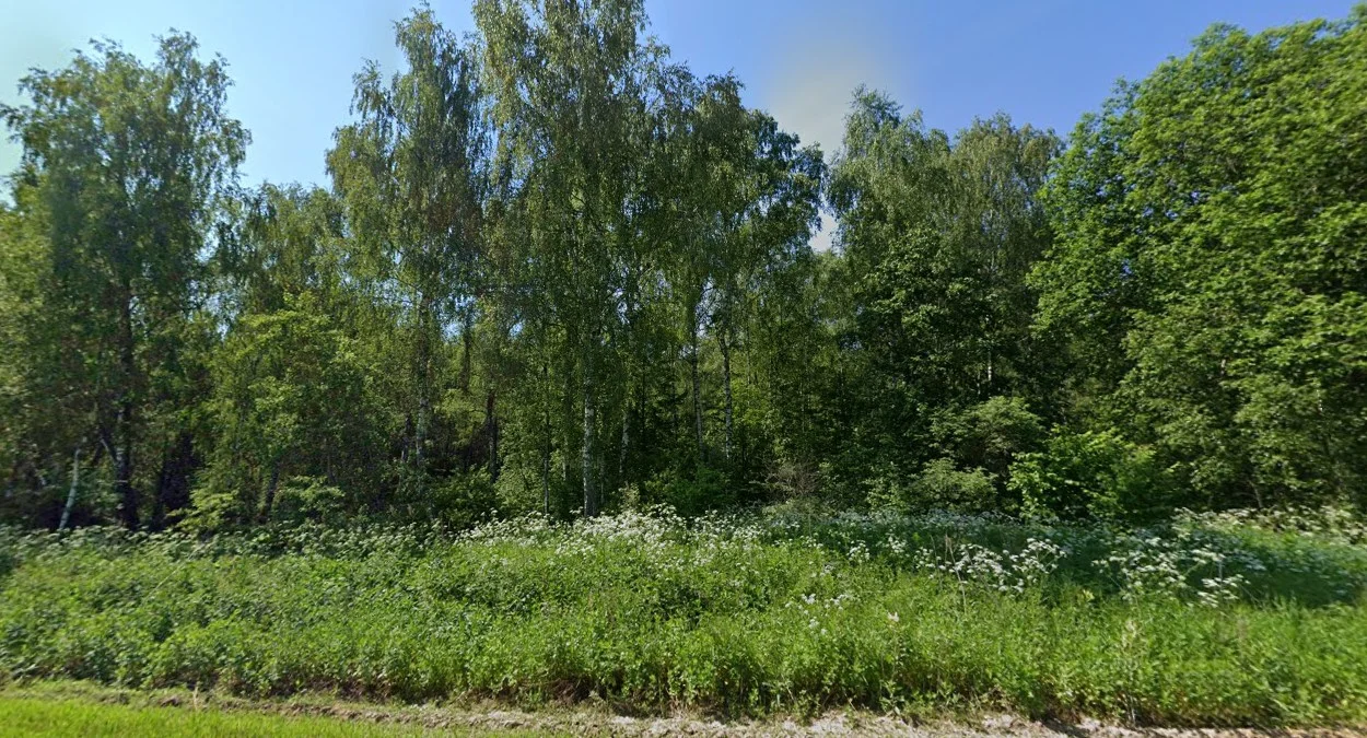 樺樹分佈與森林特徵